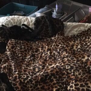 Leopard Print Lingerie with Black Lace